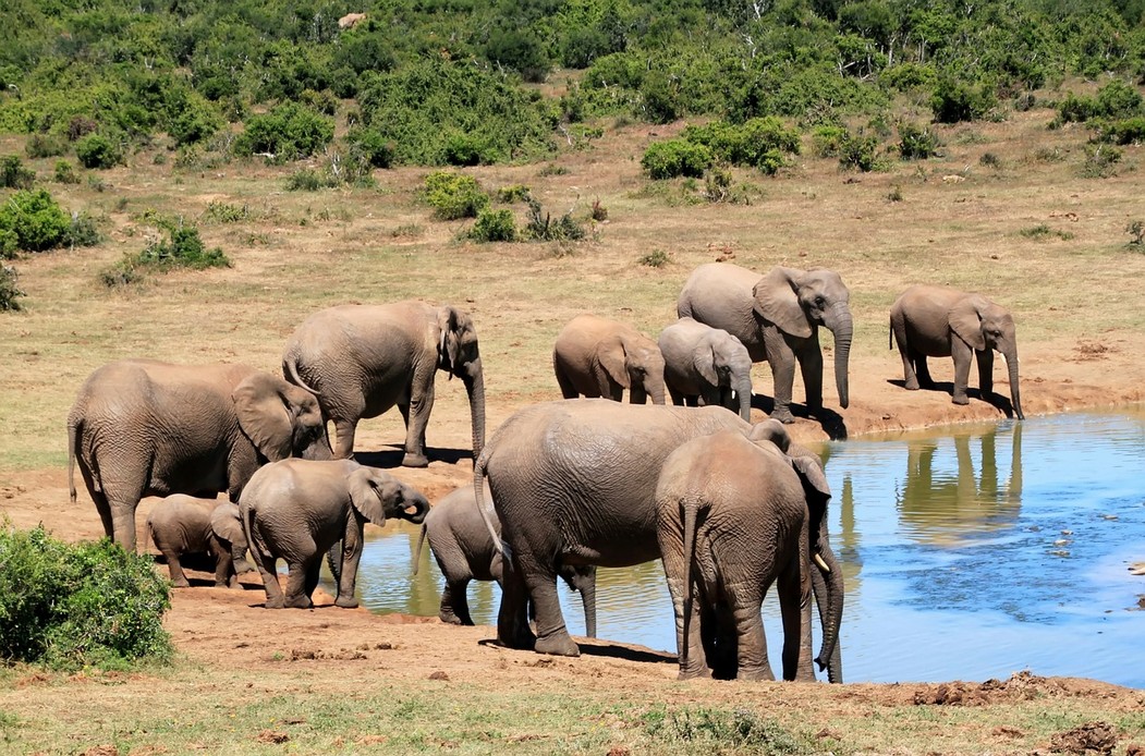 Elephants at waterhole