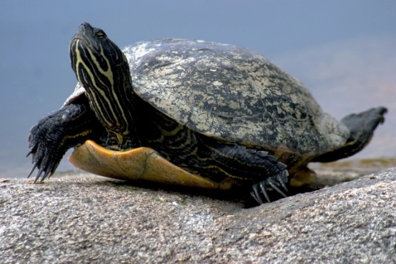Turtle
